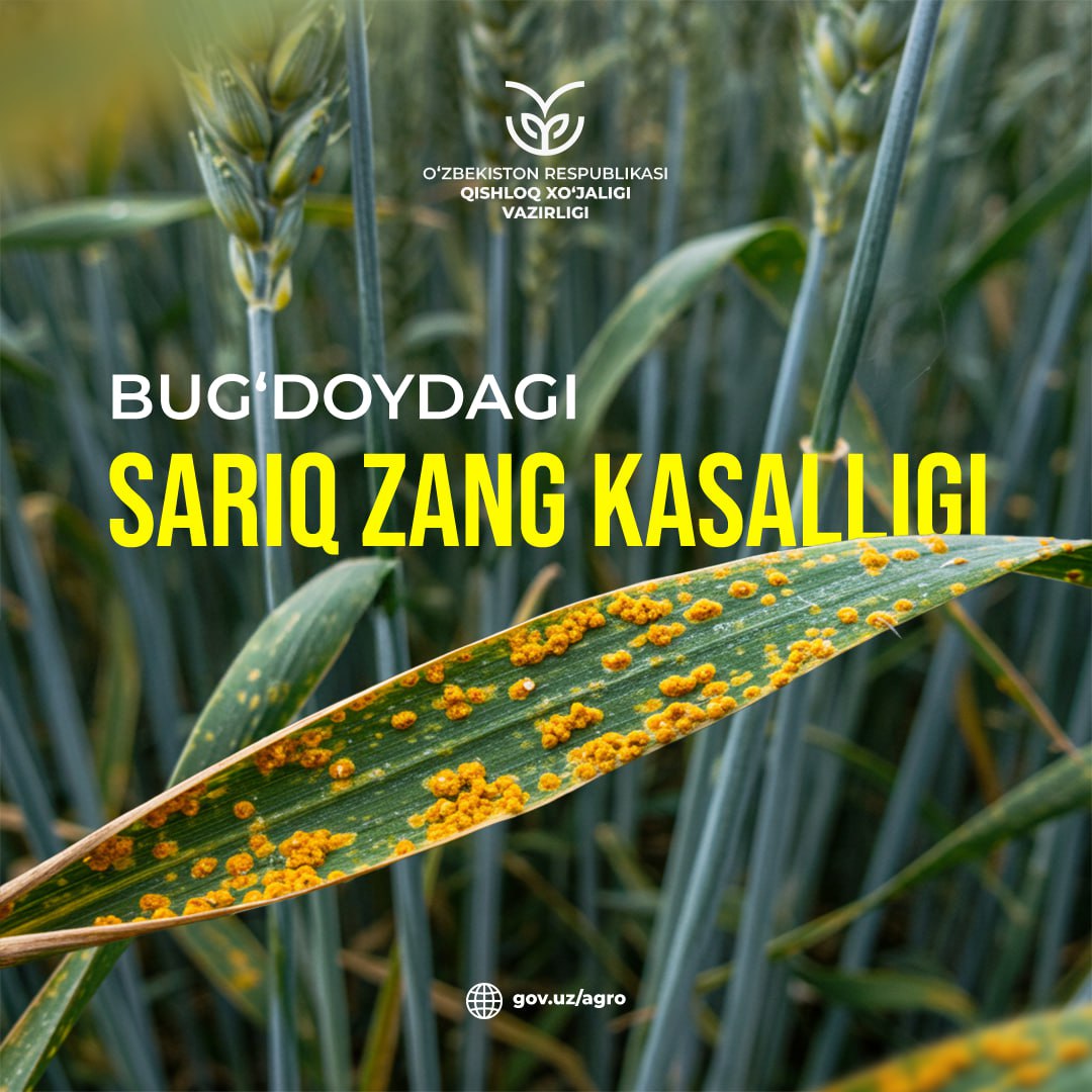 Bug‘doydagi sariq zang kasalligini bartaraf etish choralari